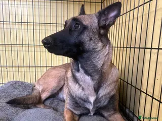 Mixed Breed dogs Belgian Malinois . Female - Advert 7