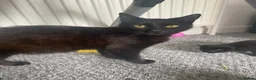 Mixed Breed cats for sale: Mum and 2 kittens  - Advert 7