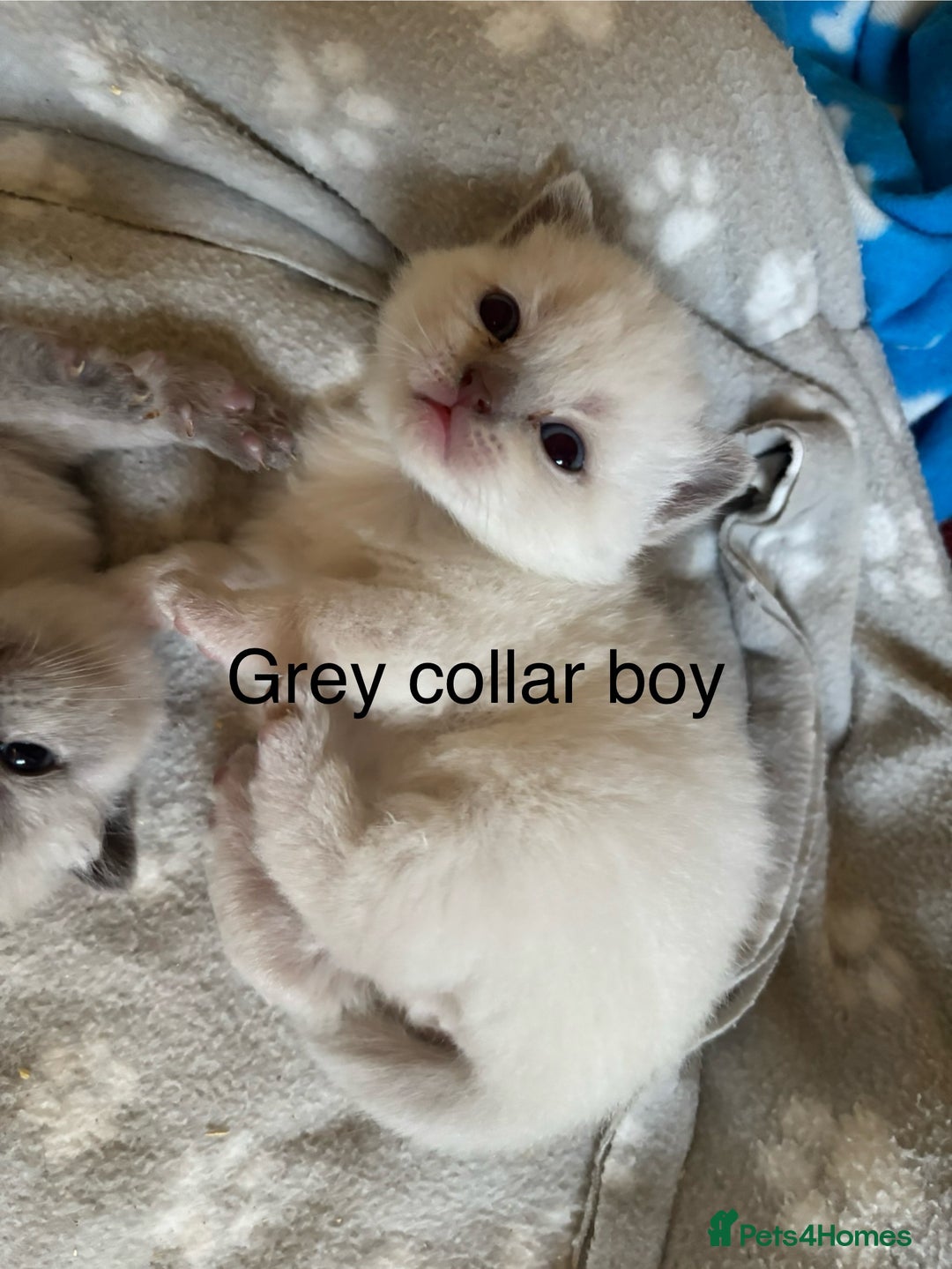 British Shorthair cats for sale: GGCF British shorthair Blue colourpoint kittens  - Image 10