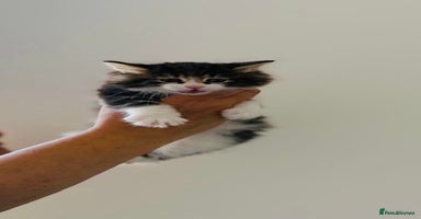 Kurilian Bobtail cats - Advert 5