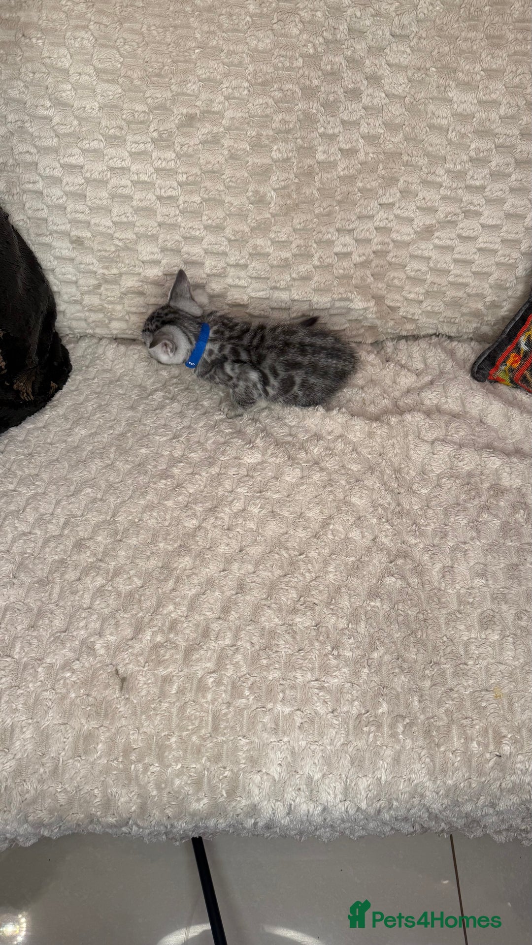 Bengal cats for sale: Pure Bengal kittens for sale  - Advert 15