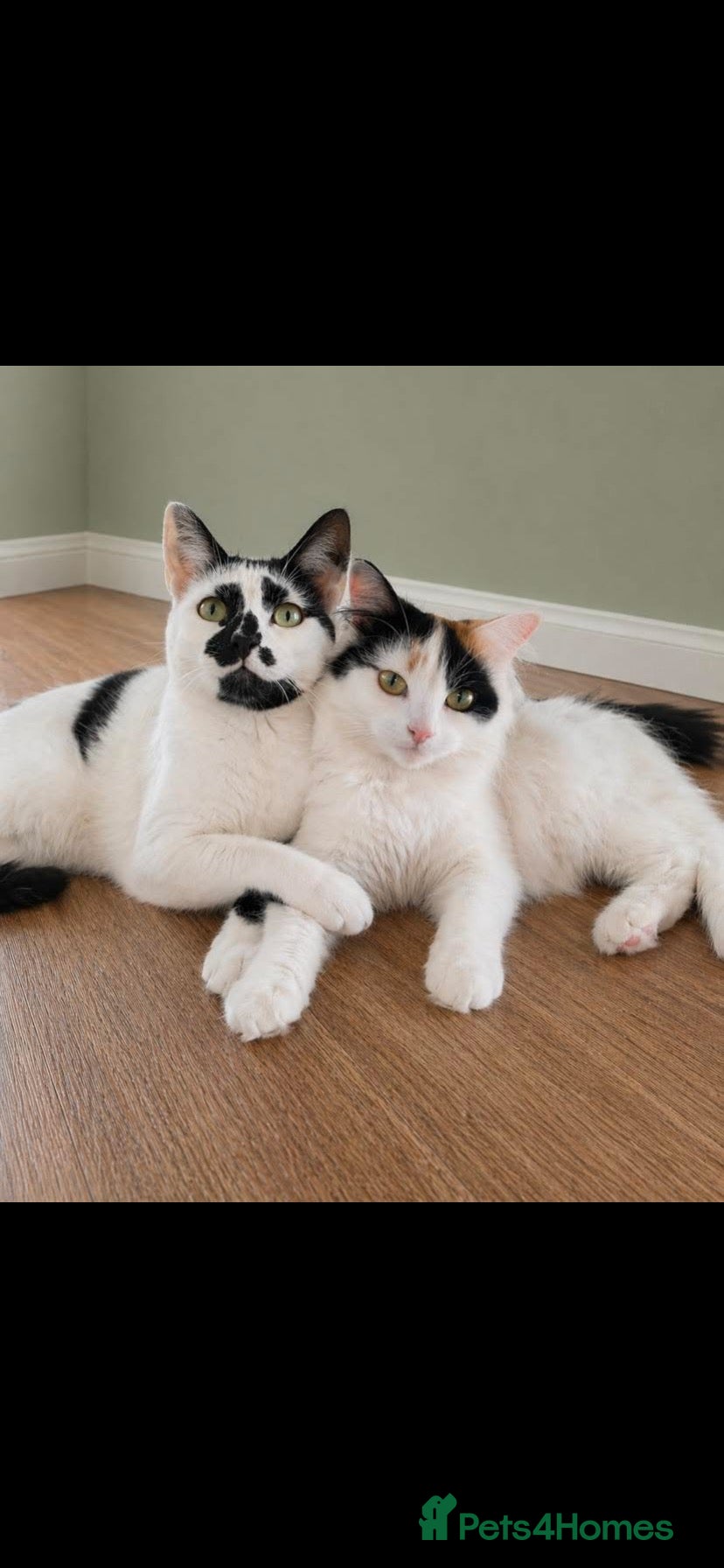 Mixed Breed cats 3 beautiful kittens - Advert 1