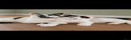 Mixed Breed cats for sale: 3 beautiful kittens - Advert 1