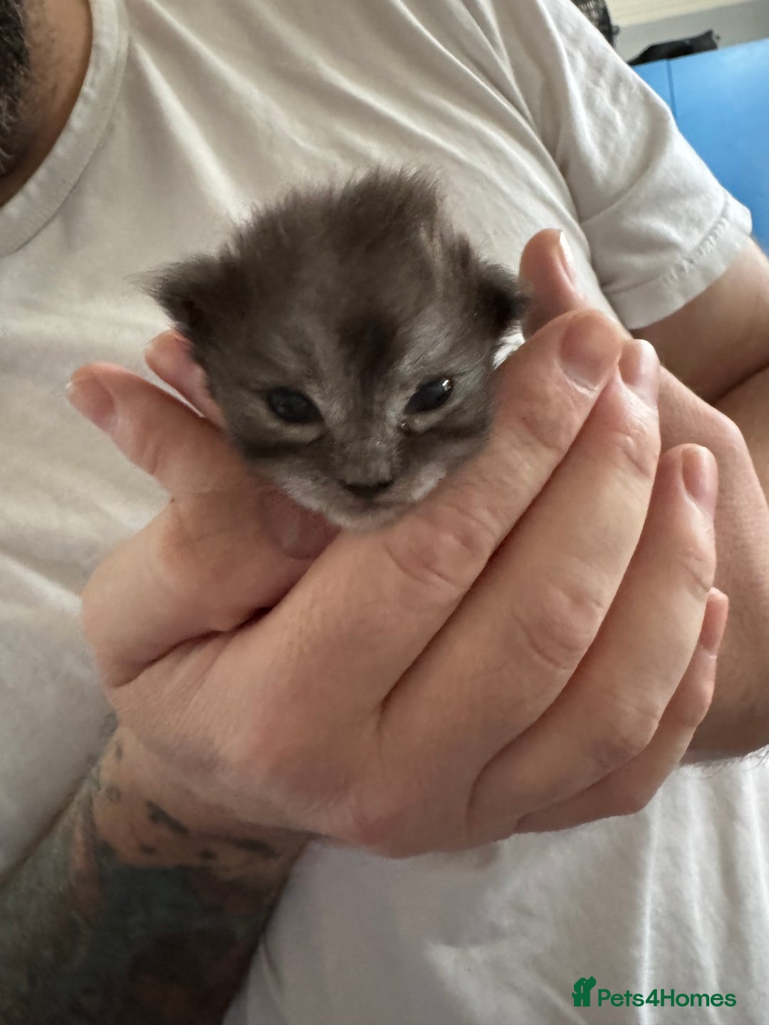 Maine Coon cats for sale: 5 Maine coon x Ragdoll kittens.  - Image 6