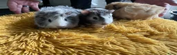 Guinea Pig rodents for sale: Georgeous Piggles - Advert 1