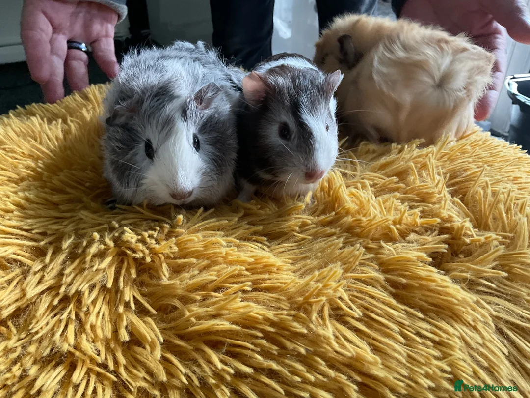 Guinea Pig rodents for sale: Georgeous Piggles - Advert 1
