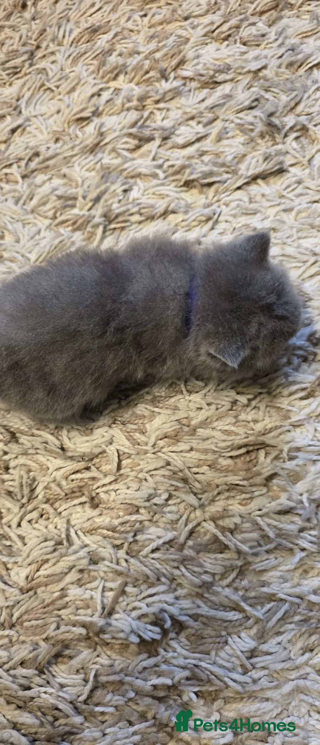 British Shorthair cats for sale: Sweet and lovely British shorthair kittens - Advert 5
