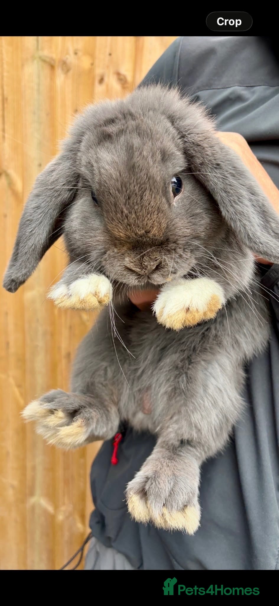 Mini Lop rabbits 6 month old Blue Mini Lop Buck  - Advert 2