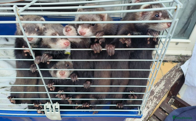 Ferret rodents - Advert 4