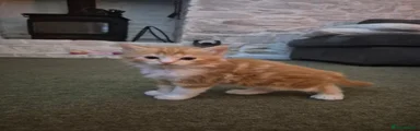 Ginger boy