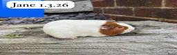 Guinea Pig rodents for sale: Gorgeous baby guinea pigs. Sheffield - Advert 4