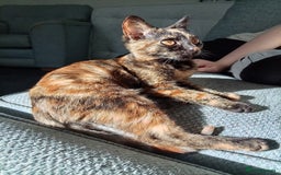 Domestic Shorthair cats for sale: Tortoiseshell female kitten - Image 1
