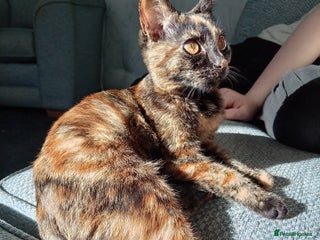 Domestic Shorthair cats - Advert 42