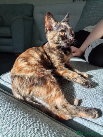 Domestic Shorthair cats - Advert 15