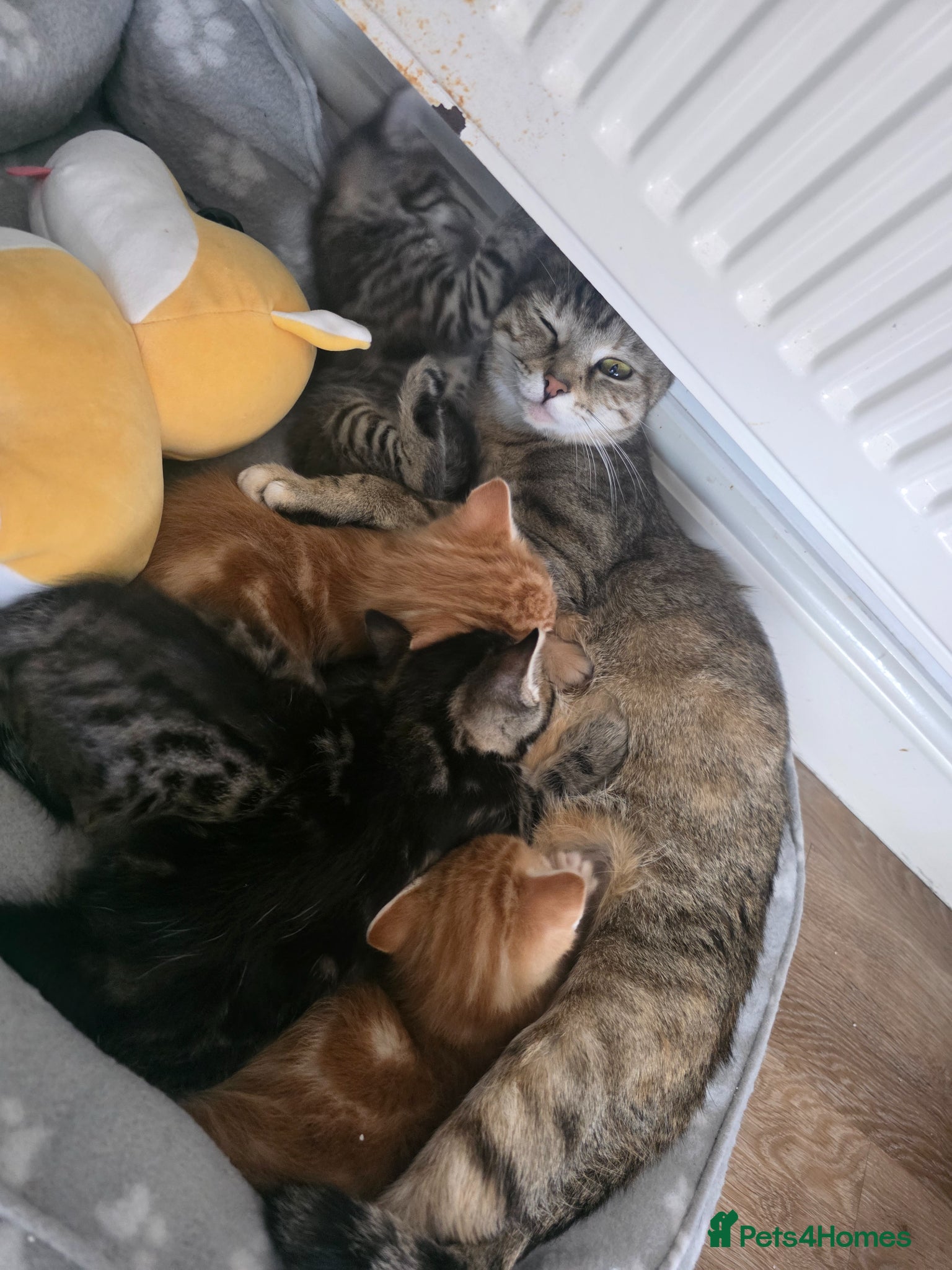 Mixed Breed cats Mix breed kittens - Advert 8