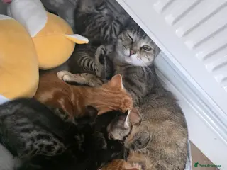 Mixed Breed cats Mix breed kittens - Advert 8