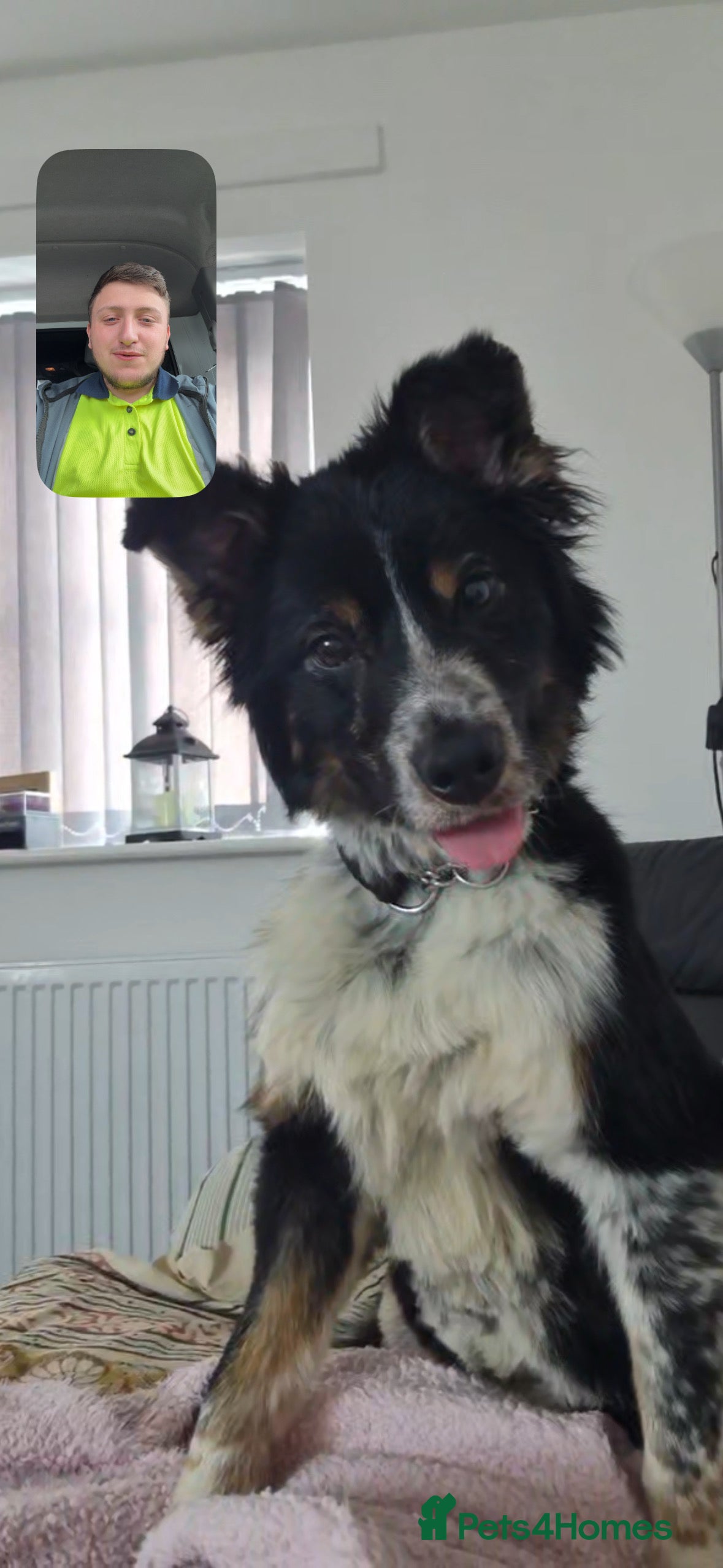 Border Collie dogs Border collie for sale!! - Advert 1
