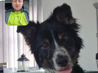 Border Collie dogs Border collie for sale!! - Advert 13