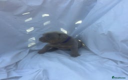 Olde English Bulldogge dogs for sale: Olde English Bulldog Puppies - Image 13