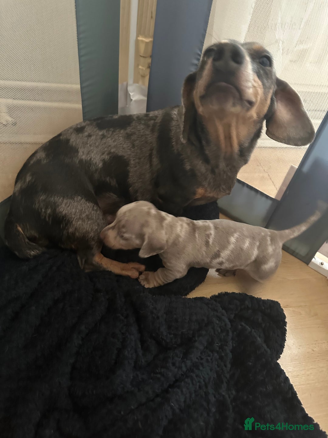 Dachshund dogs for sale: Dachshund dapple boy  - Advert 1