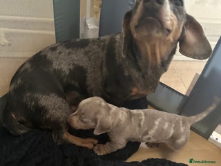 Dachshund dogs Dachshund dapple boy - Advert 1