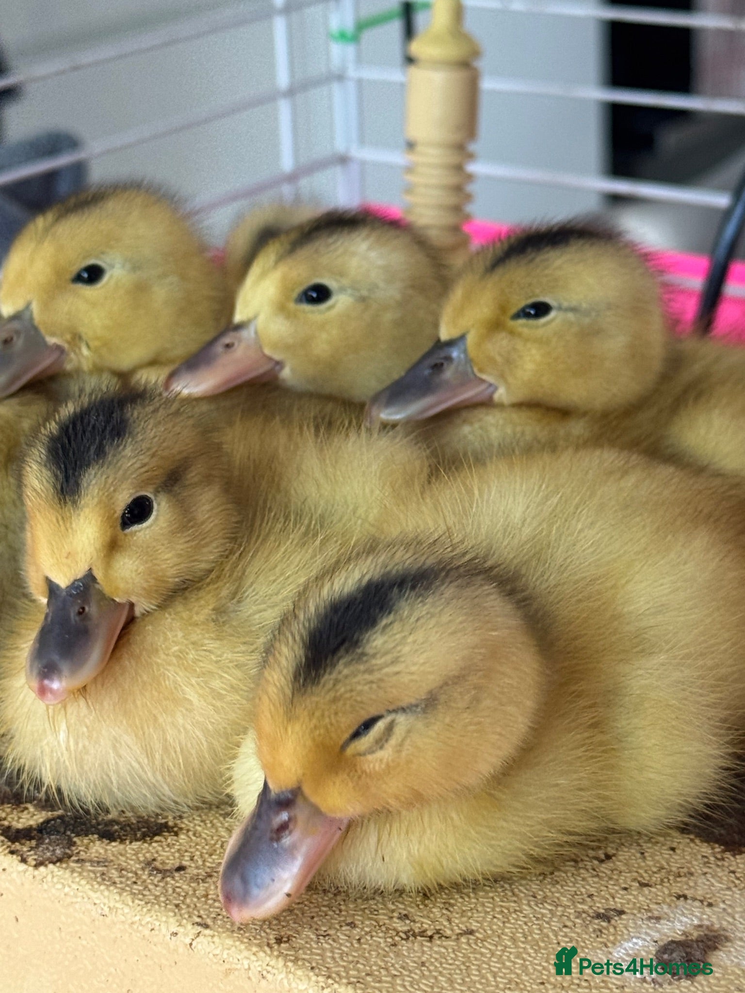 Ducks poultry Beautiful Miniature Silver Appleyard ducklings  - Advert 1
