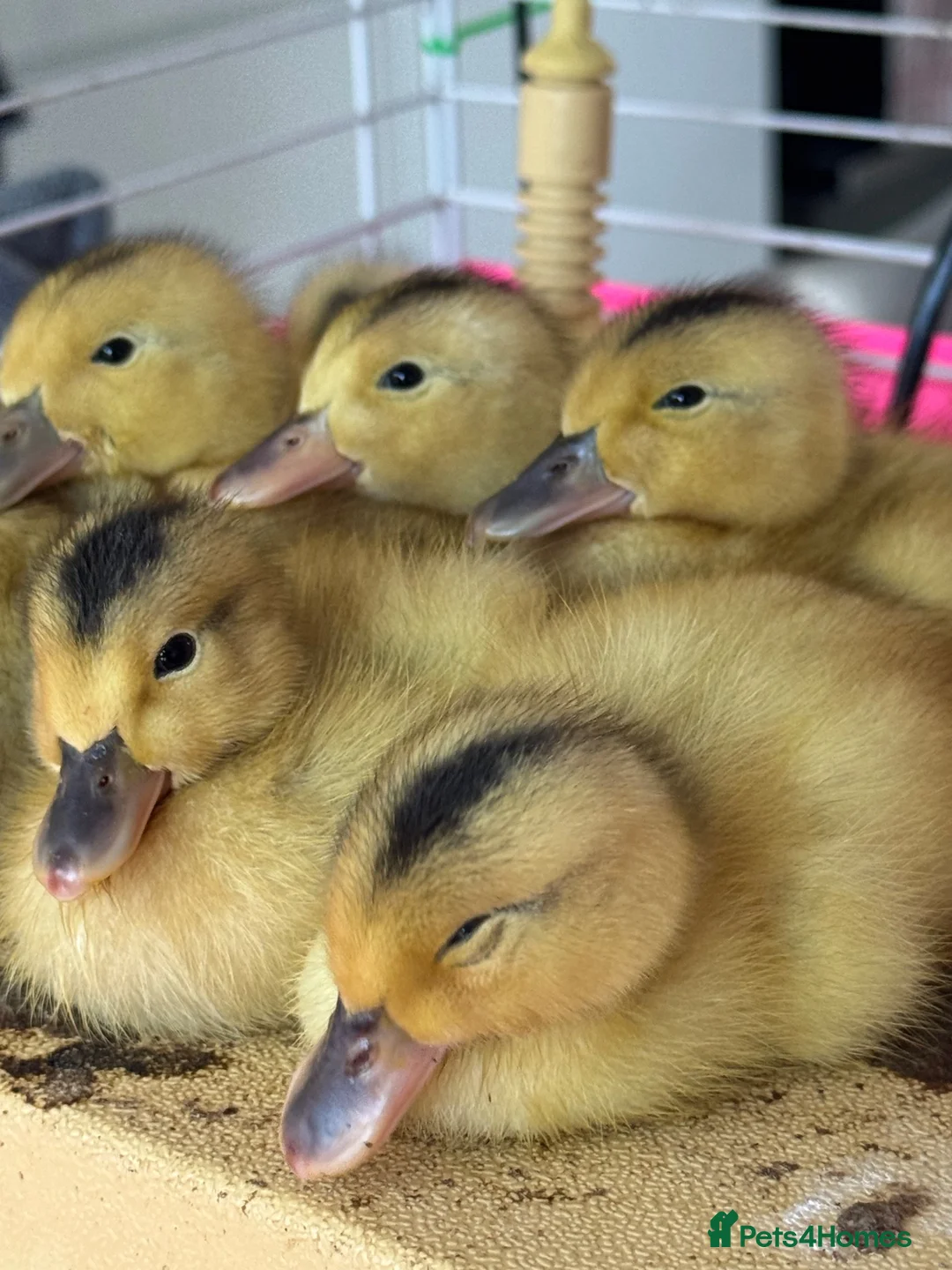 Ducks poultry for sale: Beautiful Miniature Silver Appleyard ducklings  - Advert 1