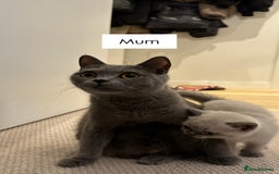 British Shorthair cats for sale: Kittens British Shorthair  - Image 5