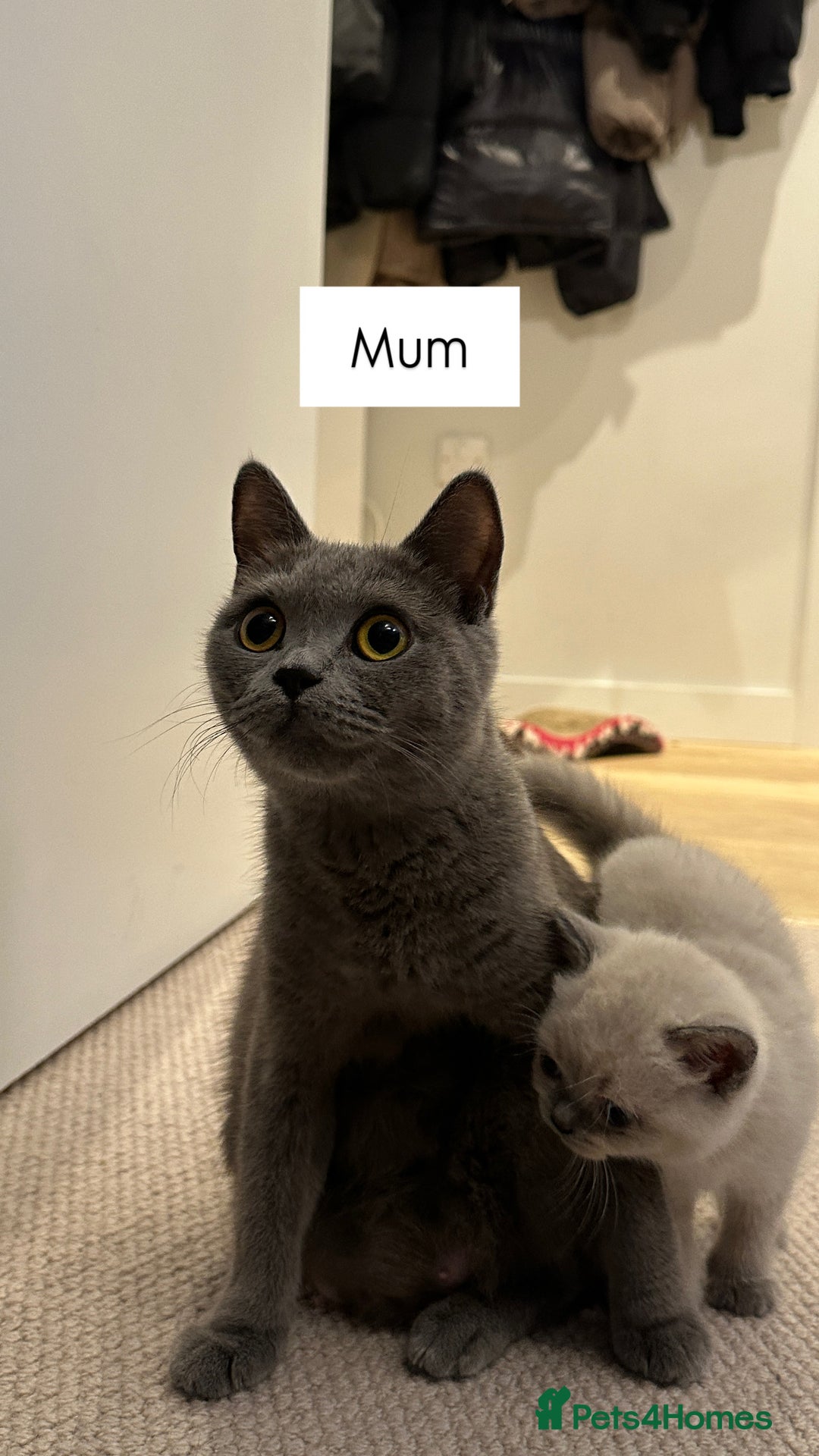 British Shorthair cats for sale: Kittens British Shorthair  - Image 5