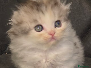 Scottish Fold cats - Advert 11