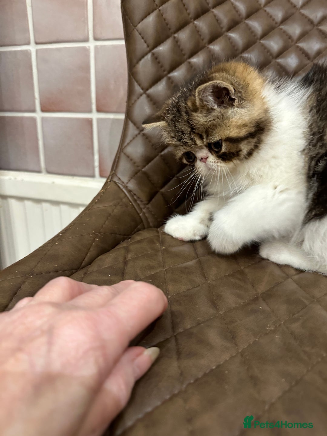 Exotic cats for sale: Brown Tabby & White exotic shorthair  - Advert 6