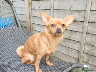 Mixed Breed dogs Nala is looking for her forever home - Advert 1