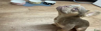 Puppy 1