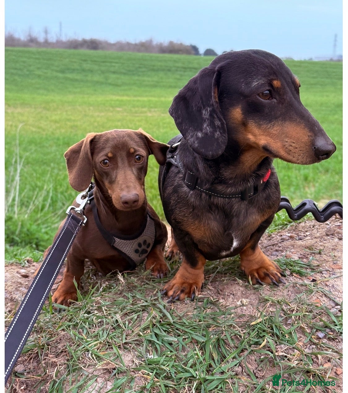 Dachshund dogs dachshunds  - Advert 2