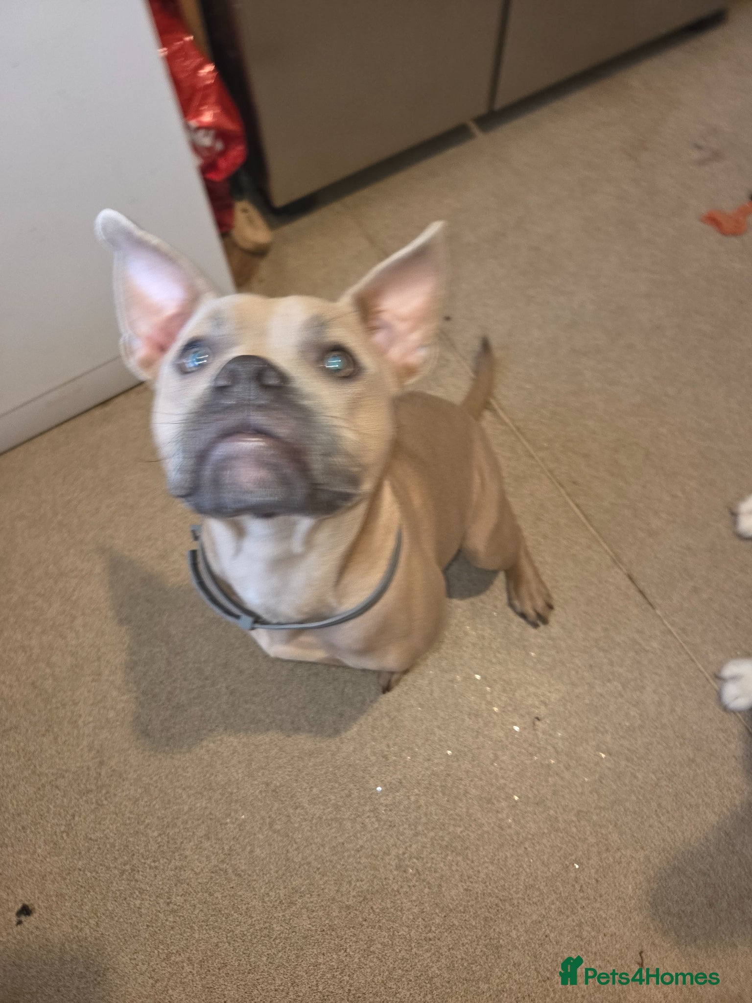 Mixed Breed dogs Rehoming pocket bully x frenchy - Advert 6