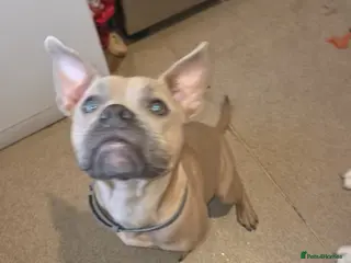 Mixed Breed dogs Rehoming pocket bully x frenchy - Advert 6