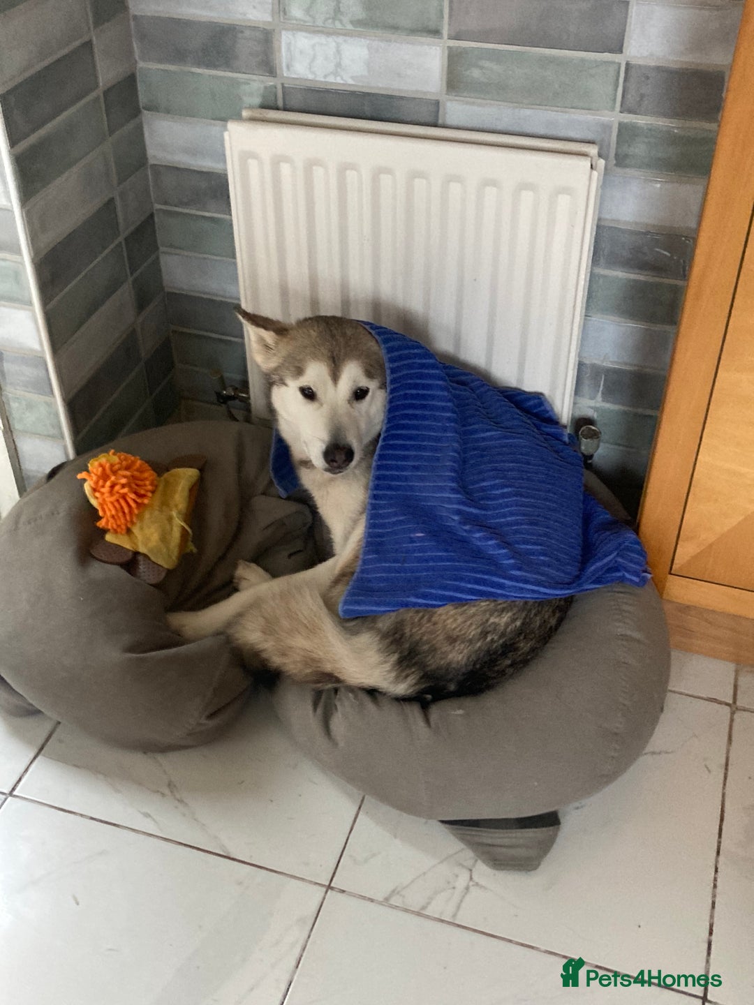 Mixed Breed dogs for sale: Alaskan malamute cross husky - Advert 9