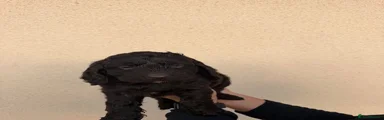 Cockapoo 3