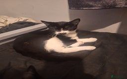 Domestic Shorthair cats for sale: Black and white female kitten  - Image 3