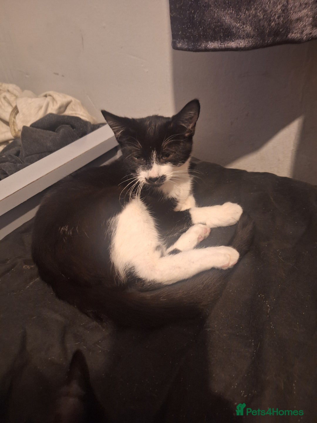 Domestic Shorthair cats for sale: Black and white female kitten  - Image 3