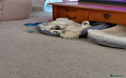 Lhasa Apso dogs for sale: Lhasa Apso 10 months old female - Image 3