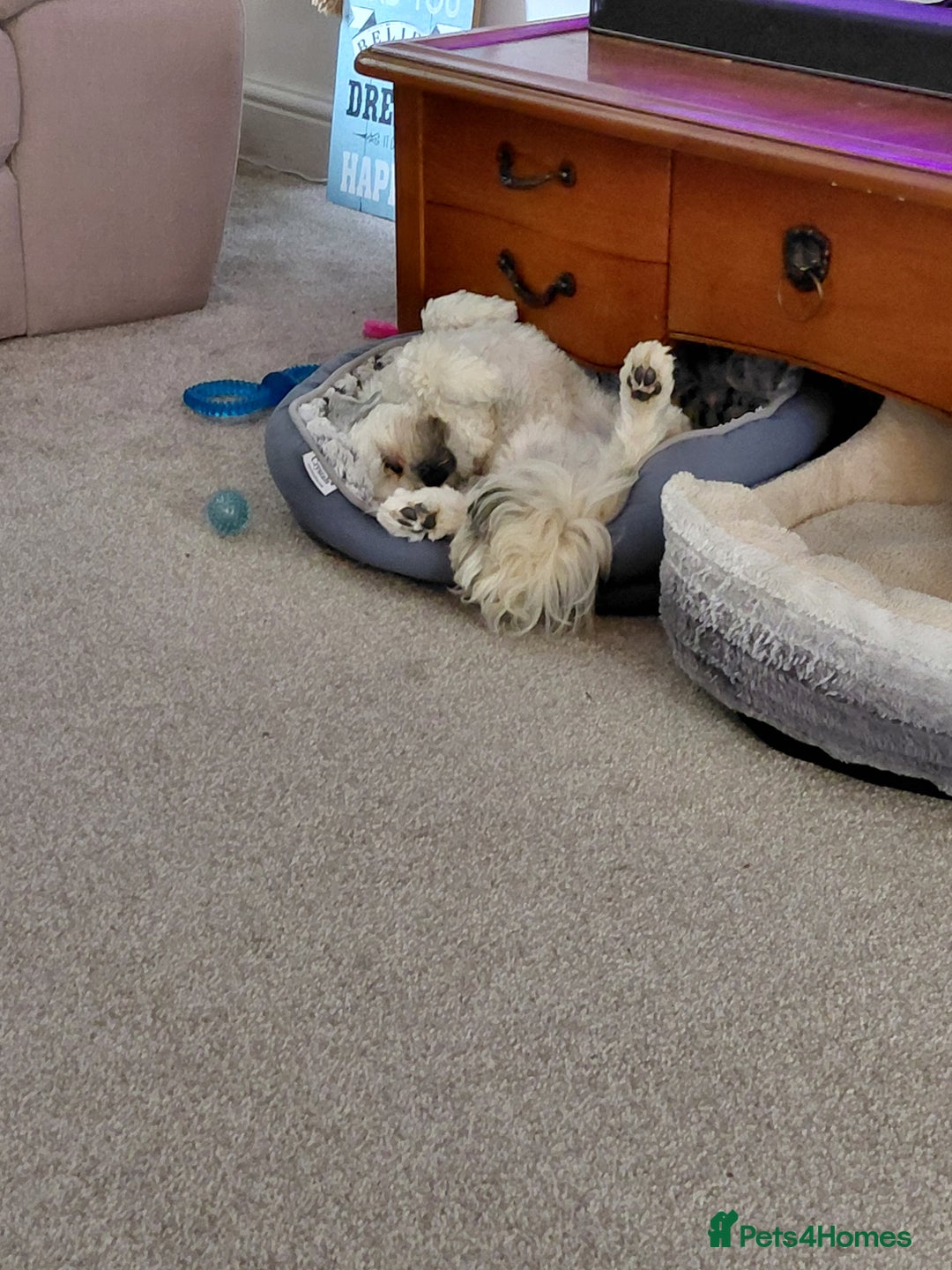 Lhasa Apso dogs for sale: Lhasa Apso 10 months old female - Image 3