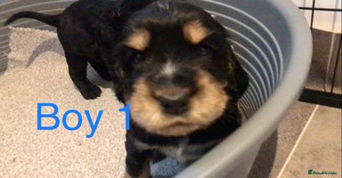 Cocker Spaniel dogs Kc show extensive health tests beautiful colours - Advert 5