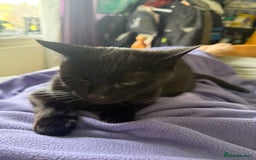 Mixed Breed cats for sale: Moggy need a new home - Image 1