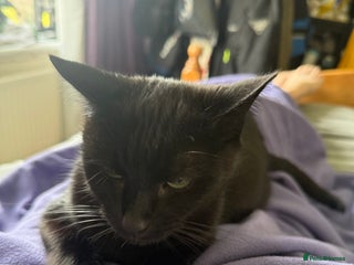 Mixed Breed cats for sale - Advert 1