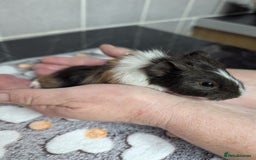 Guinea Pig rodents for sale: 4 baby boy guinea pigs  - Image 1