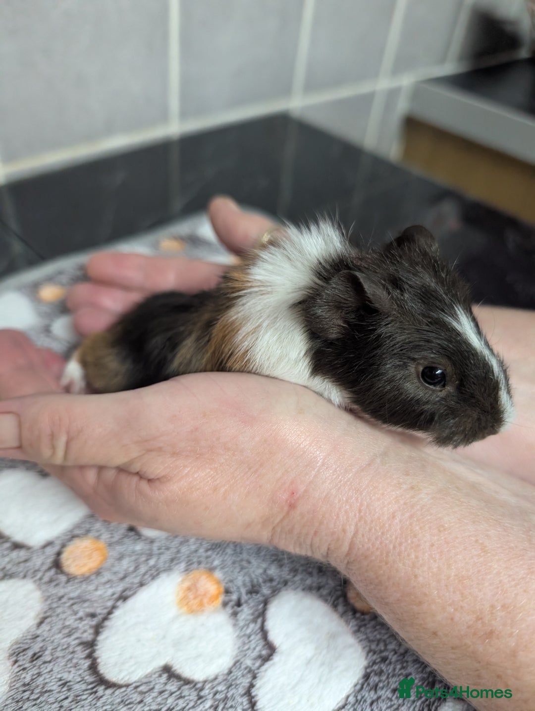 Guinea Pig rodents for sale: 4 baby boy guinea pigs  - Image 1