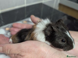Guinea Pig rodents for sale - Advert 1