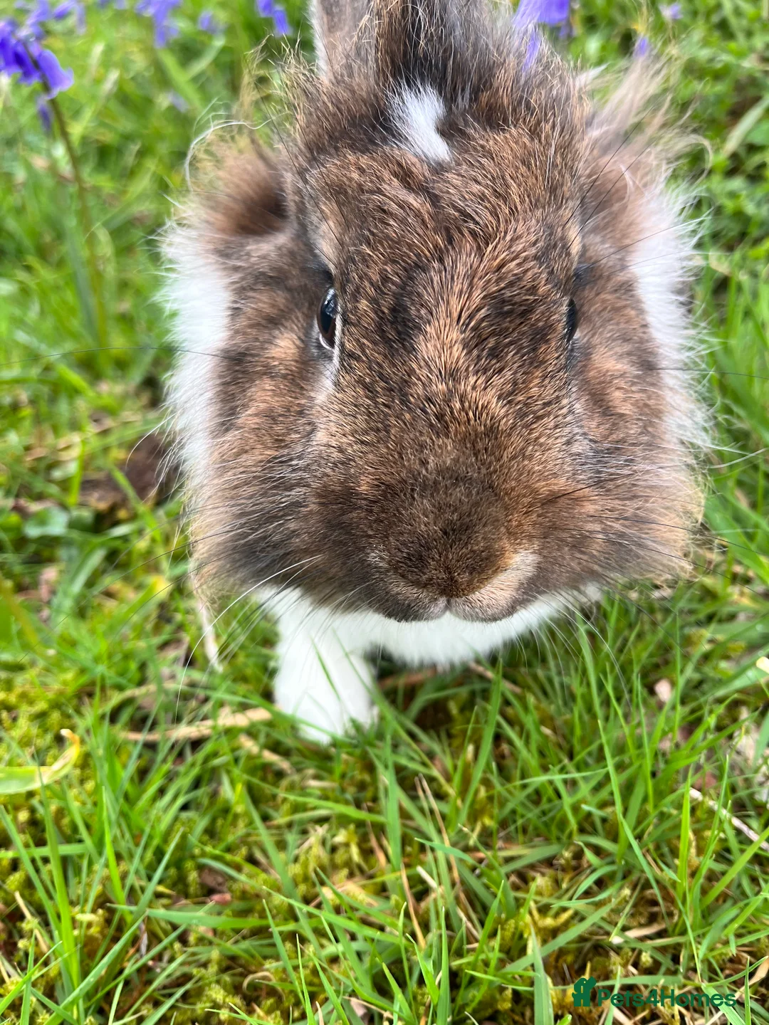 Mixed Breed rabbits for sale: Indoor Rabbit – Lovely Starter Companion - Advert 4