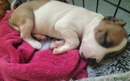 Mixed Breed dogs for sale: Cute litter of puppys - Image 2